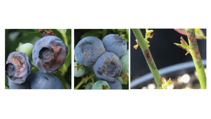 Resistencias a fungicidas en berries y el desafío de mantener la eficacia en campo  .jpg